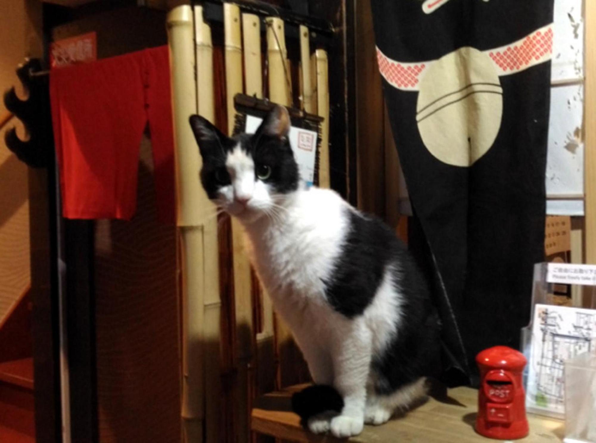 Kyoto Shirakawa Kiraku Inn Eksteriør billede